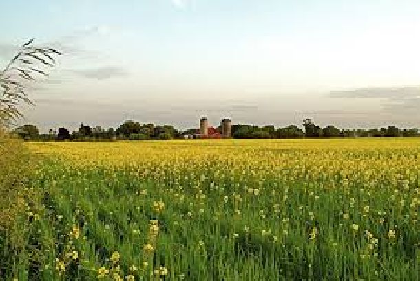 Удължен е срокът, в който младите фермери подават заявки за второ плащане